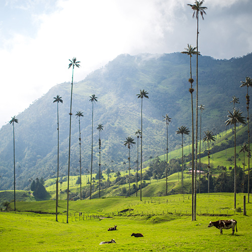  Palmier à cire, l’arbre national du pays